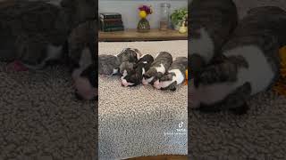 Mary whippet puppies 1 week old [upl. by Hsenid]