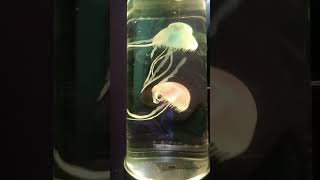 Have I ever mentioned I have pet jellyfish music jellyfish 1989taylorsversion [upl. by Mathis]