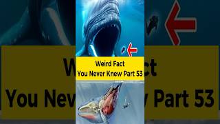 Weird Fact You Never Knew  Woman Almost Swallowed by Whale  Underwater Discoveries short whale [upl. by Euqinoj268]