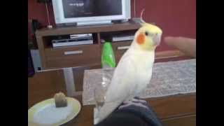 Cockatiel singing Adams Family must see [upl. by Elvah]