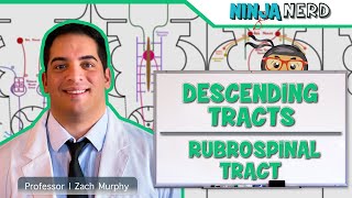 Neurology  Descending Tracts Rubrospinal Tract [upl. by Kenny]