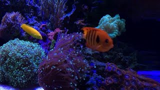 How to Remove Nitrates  New corals Fish amp Shrimp  Reef Update [upl. by Naivat]