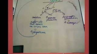 LH and FSH effects in the female [upl. by Atinihc]