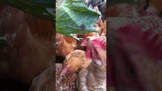 Chickens having their delicious green cabbages bypoultryparadisetv poultryfarming [upl. by Nyssa461]