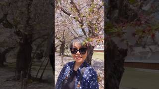 Sakura in Kyoto japan travel travelvlog sakura kyoto [upl. by Ainsley550]