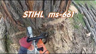 ABATTAGE darbre Peuplier Tree Felling 🌳 ARBORIST  Élagueur Québec qc foryou chainsaw CLIMBING [upl. by Adlecirg56]