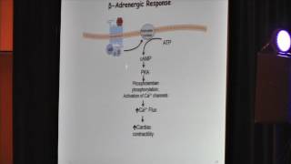 Potential Therapies for Barth Syndrome Zaza Khuchua PhD [upl. by Ennairak610]