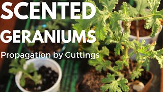 How to Propagate Scented Geranium Pelargoniums from Cuttings Tutorial Gardening for Beginners [upl. by Alliuqat322]