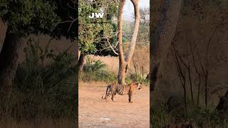 Jungle safari went Wrong Got Stuck in Between 4 Tigers  Ranthambore [upl. by Schoenfelder165]