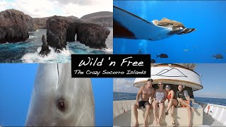 Wild n Free in Socorro  Worlds Best Diving [upl. by Notlehs]