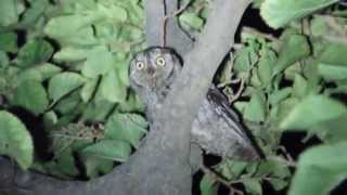 scops owl γκιώνης calling [upl. by Teryn]