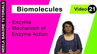 Biomolecules  NEET  Enzyme  Mechanism of Enzyme Action  Neela Bakore Tutorials [upl. by Hagep49]