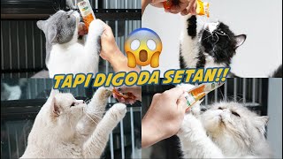 15 KUCING DISINI IKUTAN PUASA [upl. by Ring]