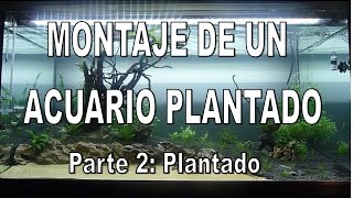 Evolución de un acuario plantado Montaje parte 2 Plantado [upl. by Hickie]