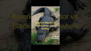 American Alligator vs Black Caiman who would win [upl. by Ahsinaw]