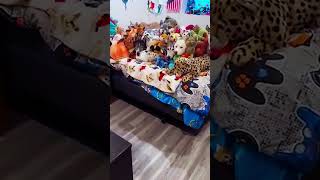 CACHORRO OBEDIENTE 🐶❤️ comedy funny dog cute like cutedog shorts shortvideo viralvideo kkr [upl. by Campman217]