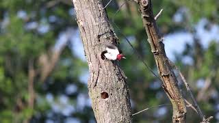 Super Slow Motion Red Headed Woodpecker delivering food 1734 [upl. by Tearle]