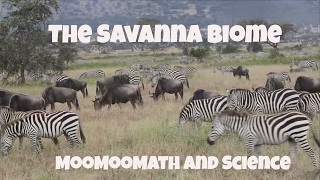 Savanna Grassland Biome Facts [upl. by Delphina]