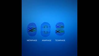 Meiosis cell division Animation  3DClass 12 Cell cycle and cell division [upl. by Cooke]