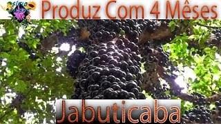 JABUTICABEIRA PRODUZ COM 4 MÊSES CultivodePlantas [upl. by Chute]