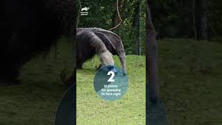 The Giant anteater  animalplanetindia raceoflife shorts [upl. by Aliakam]