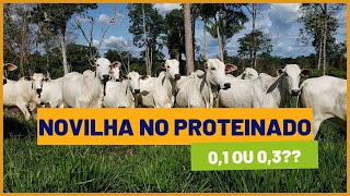 É melhor terminar NOVILHAS com PROTEINADO 01 ou 03 [upl. by Parry413]