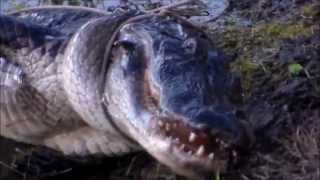 Big Alligator Caught in Central Florida  Christmas 2012 [upl. by Caves]