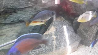 Red fin kandango vs Red Fin borleyi kandango  African Cichlids  Haps 6 [upl. by Oak6]