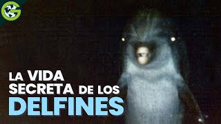 La ATERRADORA Verdad Sobre Los DELFINES 🐬 [upl. by Morrissey]