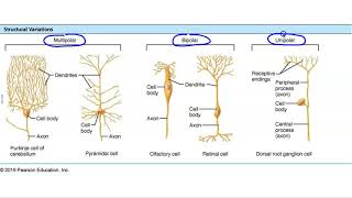 Structural and Functional Classification of Neurons [upl. by Larrisa]