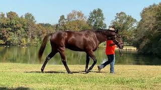 Afaaf Fasig Tipton [upl. by Anairol380]