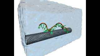 Selfassembly of a Carbonnanotube DNA hybrid [upl. by Arraeic674]