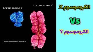 Chromosome X amp chromosome Y الفرق بين الكروموسومين XampY [upl. by Blase]