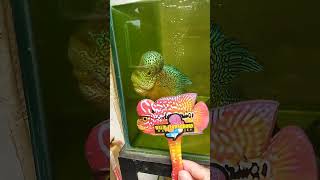 Progresan kamfa anakan dari Farm Walid Flowerhorn videos flowerhorn louhans aquarium ikan [upl. by Lorola]