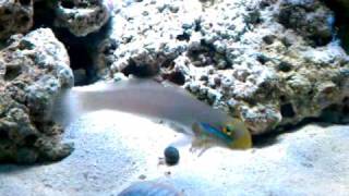 Goldenheaded sleeper GOBY sifting sand [upl. by Goeselt841]