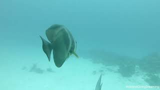 Vilamendhoo 2nd Day Diving  Bapoli  Kukulhu [upl. by Scharaga531]