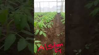 Alston F1 tomatoes in a green house [upl. by Baker]