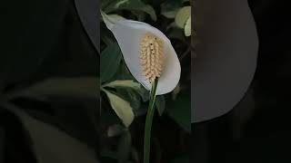 698 My Exptl Lng  Evening moments with White Anthurium blooms Pollen DehiscenceMy home garden [upl. by Abramo]