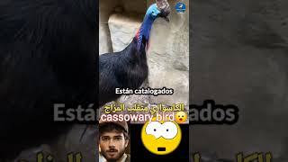 The cassowary is moody casuarius 🙄😱طائر الكاسواري متقلب المزاج wildlife animals طائر حيوانات [upl. by Recor]