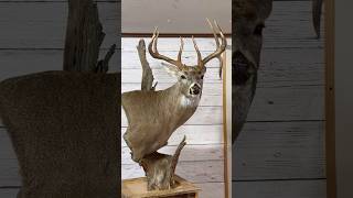 Whitetail Deer Taxidermy 🦌 floorpedestal taxidermy deer whitetail taxidermyart [upl. by Rellek]