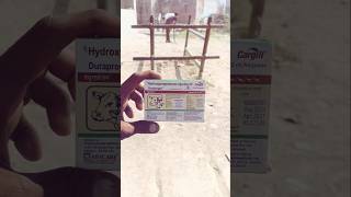 Hydroprogesterone injection IP animals viralvideo buffalo repeatbreeding [upl. by Enyrb]