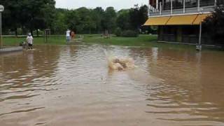 Hochwasser Ditzingen [upl. by Rexferd753]