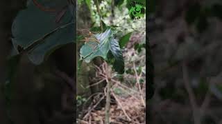 Mariposa alas de Cristal colombia mariposas biodiversity naturaleza [upl. by Ejroj399]