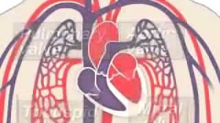 Circulatory system animation [upl. by Avevoneg]