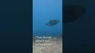 quotTriggerfish – The Bold Protector of the Reefquot [upl. by Debo373]