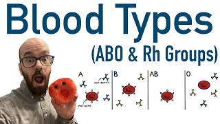 Blood Types ABO and Rh  Antigens and Antibodies [upl. by Kwasi113]