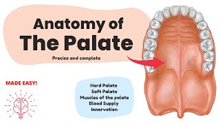 Anatomy of the Palate Short amp Complete  Human Anatomy [upl. by Attenej203]