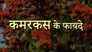 Health Benefits of kamarkas  कमरकस के फायदे  Kamarkas Benefits [upl. by Boycie]