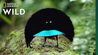 Rare Footage of New Bird of Paradise Species Shows Odd Courtship Dance  Nat Geo Wild [upl. by Philipps]