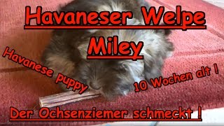 Havaneser Welpe Miley  Havanese puppy  Der Ochsenziemer schmeckt meinem Hund [upl. by Ettevets]